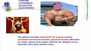 InocuidadClenbuterol2011 Intoxicacion por Clenbuterol [upl. by Adnolehs]