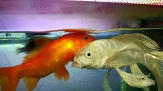 aquarium gold fish feedingaquarium gold fish1million shorts [upl. by Isbel]