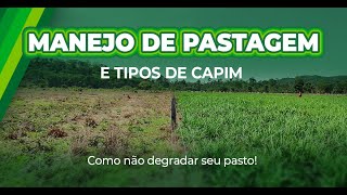 O segredo para aproveitar melhor o CAPIM e AUMENTAR seu LUCRO na Pecuária de Cortequot [upl. by Pape763]