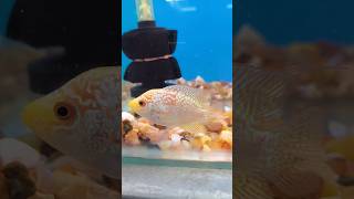 💥🐬GB Flowerhorn amp F2 Kamfa Fish விற்பனைக்கு உள்ளது shorts aquarium kolathur fish [upl. by Terryn]