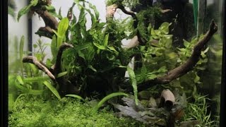 20L Nano Cube Aquascape [upl. by Fox]