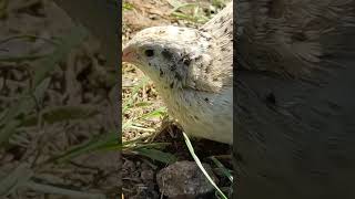 My pet japanese quail  40  coturnix japonica quail petchicken short [upl. by Ahsemac936]