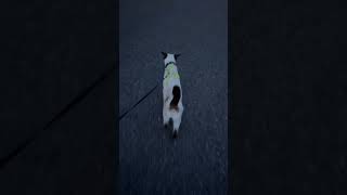 siamesecats ragdolls walkies dogwalkinglife catvideos [upl. by Hillhouse]