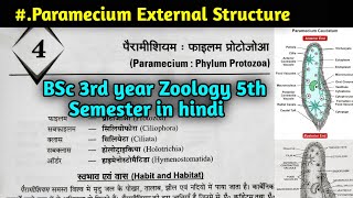 External Structure of Paramecium in hindi  BSc 3rd year Zoology 5th Semester first paper [upl. by Amity922]