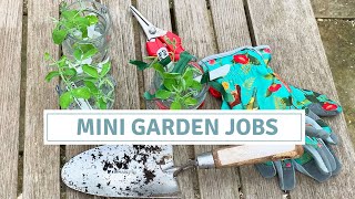 February Garden Jobs  Sowing Cobaea Scandens  Potting Up Sweet Pea Cuttings [upl. by Rennerb649]