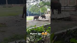 Mysore zooOct 2024 visit 😍 [upl. by Baras]