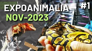 ✅ LA CONVENCIÓN DE ANIMALES EXOTICOS MÁS GRANDE DE LATAM EXPO ANIMALIA 2023 Día 1 🐁🐦🐊🐜🦂🦔🐱🦎🐢 [upl. by Korwin525]