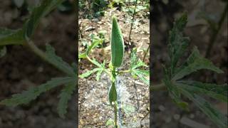 Made beds and irrigated the ladyfinger plants nature farming okra shorts [upl. by Nehtan]