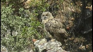 Hibou Grand duc dEurope  Eagle Owl  Uhu  Bubo bubo [upl. by Norrahs32]