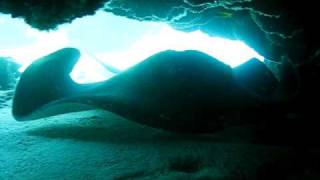 Stingray Huge 1 Great Barrier Reef AVI [upl. by Xerxes721]