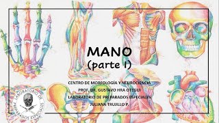 Anatomía de la Mano 12 [upl. by Eleanor452]