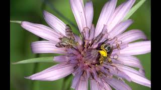 Chaetorellia succinea amp Andrena flavipes [upl. by Aihseya515]