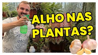 Como tratar FUNGO BRANCO nas PLANTAS [upl. by Claudine443]