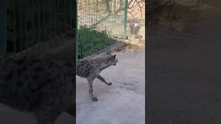 Hyenas Fight hyena fight hyena sound [upl. by Anum]