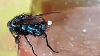 Bluemollige fly calliphora vicina macro partly around [upl. by Eilahs891]