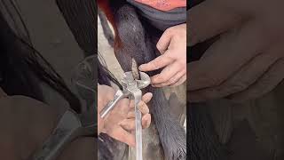 Horse leg scab trimming process Good tools and machinery can increase work efficiency [upl. by Yarled]