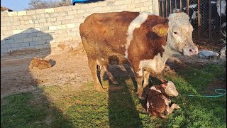 İNEK DOĞUMUSABAHA KADAR DOĞURAN İNEK BAKIN KAÇ TANE DOĞURMUŞ inek buzağı gülcanınçiftliği [upl. by Airun861]