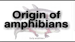 Origin and evolution of amphibia  Origin of Tetrapoda BSc Msc UPSC Zoology with notes [upl. by Cagle668]