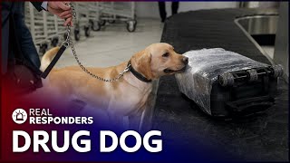 Drug Dog Sniffs Out Suspected Smugglers  Customs  Real Responders [upl. by Randy]