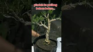 Pindahkan bonsai bokus ke polibeg bonsaimini bonsaibokus [upl. by Nipsirc699]