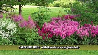 Cornerstone Astilbe Collection from White Flower Farm [upl. by Anidan]