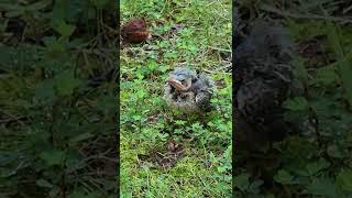 A baby cowbird [upl. by Yde]