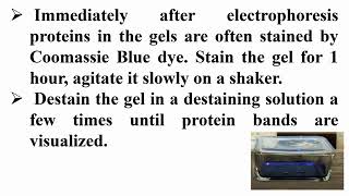 Steps of Stain and Destain SDSPAGE Gel by Coomassie Blue Dye [upl. by Meave]