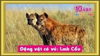 Động vật có vú Linh cẩu 10 vạn câu hỏi vì sao [upl. by Soilisav553]