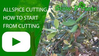 Allspice cutting  How to start Allspice from cutting [upl. by Nimzzaj]