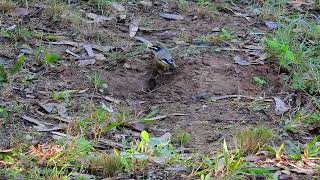 Striated Pardalote Yengarie Qld [upl. by Moseley]