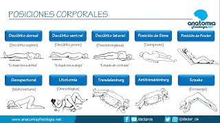 POSICIONES CORPORALES  Resúmenes de Anatomía y Fisiología [upl. by Aitercal]