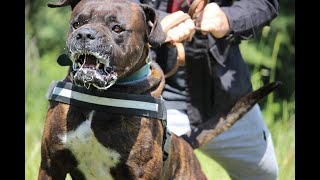 Come approcciare con un cane Corso molto aggressivo verso luomo [upl. by Casimir568]