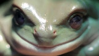 True Facts About The Frog [upl. by Vincent]