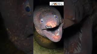 “Electric Eels Shocking Predators” ElectricEel AnimalFacts Wildlife AmazingAnimals [upl. by Cole]