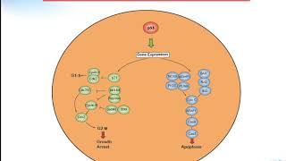 P53 signaling pathway Creative Diagnostics [upl. by Oliva]