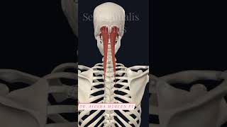 Semispinalis capitis 3d 3danimation anatomy viral viralshorts shorts muscleaction [upl. by Livingston633]