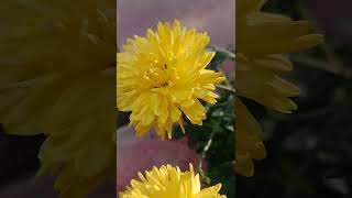 Woodland ragwortYellow flowers nature relaxingsound shortvideo 😌❤️ [upl. by Burton]