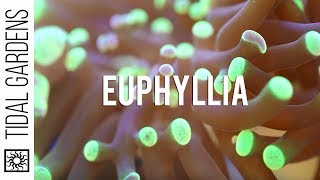 Euphyllia Coral Hammers Torches Frogspawn Propagation [upl. by Thatch]