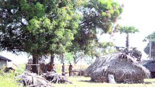 Saving Sri Lankas Mangroves [upl. by Solohcin]