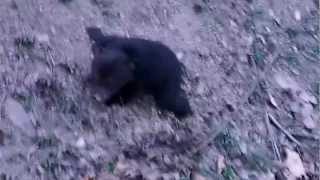 black bear cub crying [upl. by Stevens96]