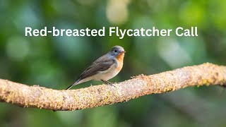 Redbreasted Flycatcher Call  Bird Call  Flycatcher call [upl. by Eltrym]