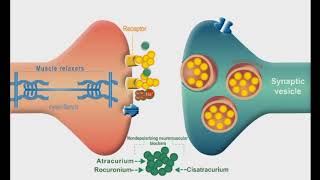 Autonomic Nervous system animation Neuromuscular Junction Blockers [upl. by Yecnay]