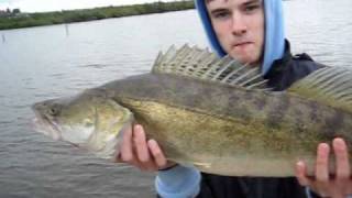 Fetter Zander auf TAUWURM in Lemmer am ijsselmeer Holland [upl. by Madai]