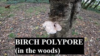 Foraging Birch Polypore [upl. by Ines721]