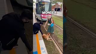 Ce chien a pris l’habitude de s’asseoir sur les rails 😂 [upl. by Jaddan]