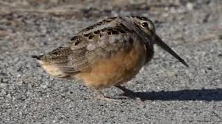 Funky American Woodcock [upl. by Penny]