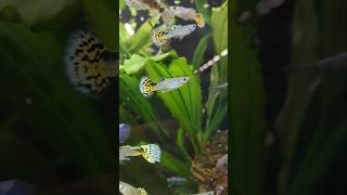 Guppys Gruppe Schule Fisch Aquarium Schleierschwanz [upl. by Ralaigh796]