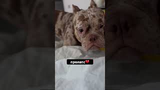 Бесконечные лечения ❤️‍🩹американскийбулли амбулли пролапс americanbully americanbully dog [upl. by Garibald833]