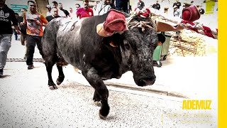 Toros con cuerda en la Comunidad Valenciana  Episodio 1 ▶ ADEMUZ [upl. by Naitsirhk]