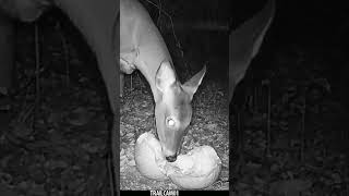 Deer chows down on a festive Halloween Pumpkin Treat wildlife trailcam halloween whitetaildeer [upl. by Luedtke]